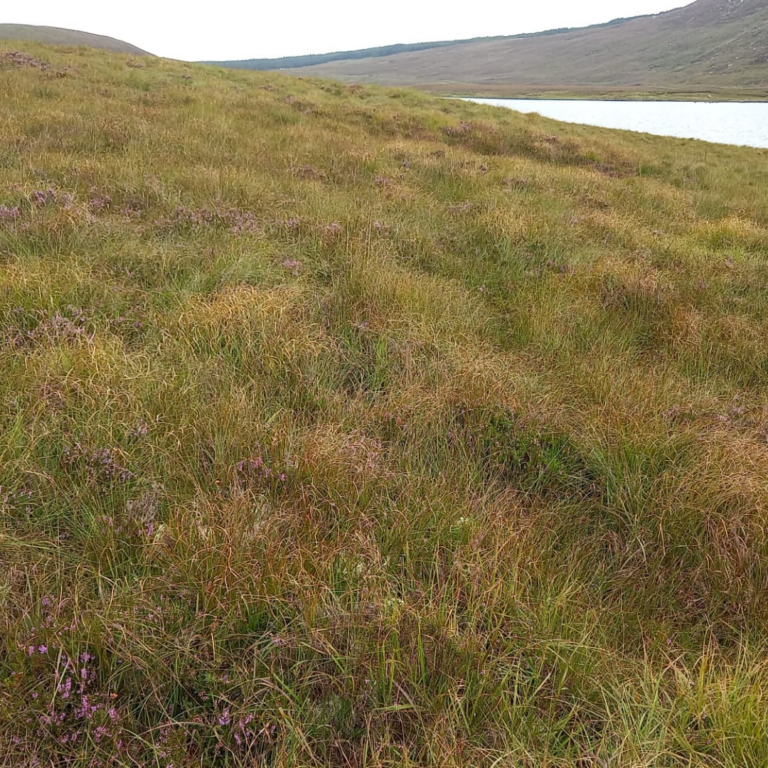 Blanket Bog