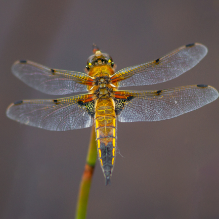 Damselfly