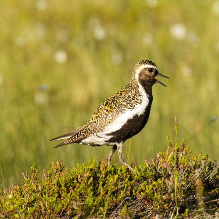 Golden Plover