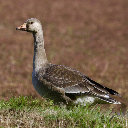 Greenland White Fronted Goose