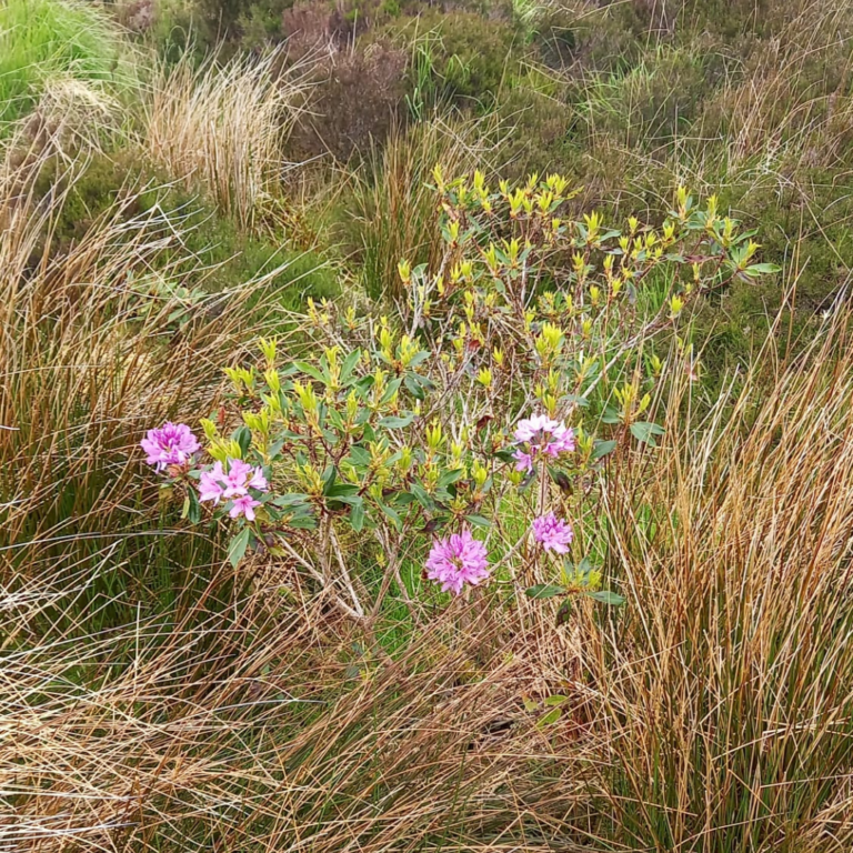 Rhododendron