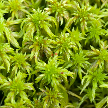 Sphagnum Moss