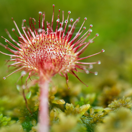 Sundew